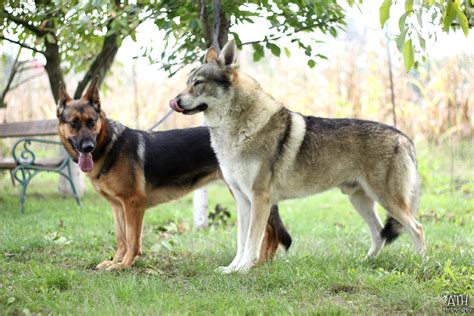 Czechoslovakian Wolfdog And German Shepherd Dog By Xiadoraath724 On