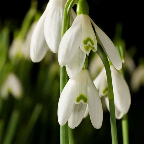 10 Tips On Photographing Snowdrops Apogee Photo Magazine