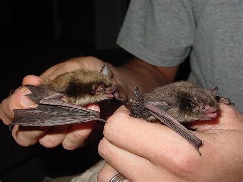 Indiana Cave Bats Animal Facts Endangered Bat