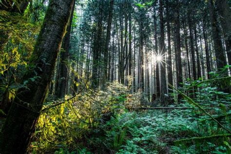 The Importance Of Old Growth Forests Invitetoaction