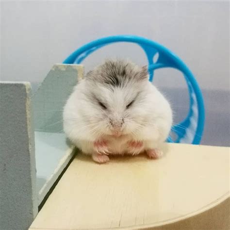 Cute Hamster 1270 Likes 37 Comments Pokérobo Pocketrobo On