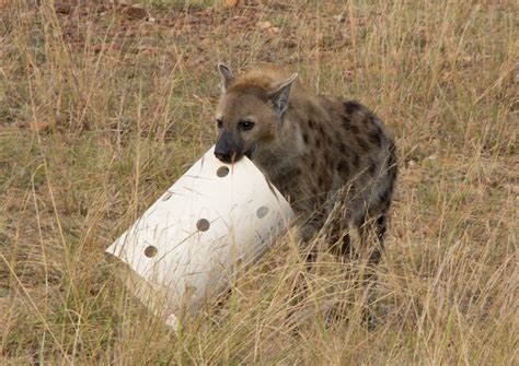 Notes From Kenya Msu Hyena Research Self Control Matters In Spotted