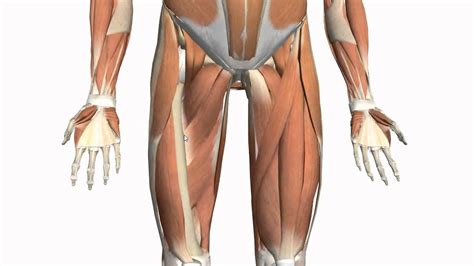Each pelvic girdle consists of a hip bone (coxal bone, innominate bone), which articulates with the head of a femur. Muscles of the Thigh and Gluteal Region - Part 2 - Anatomy ...