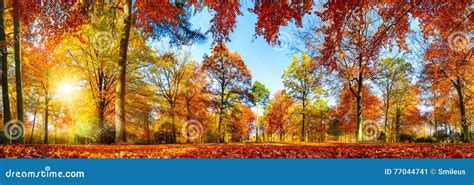 Colorful Forest Panorama In Autumn Stock Image Image Of Glorious