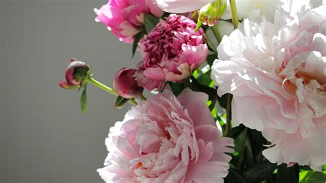 4k Peony Wallpapers High Quality Download Free