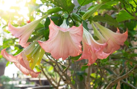 Datura Flower The Poisonous Beauty Floraqueen En