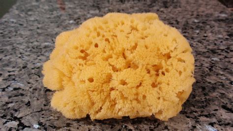 Natural Sea Sponge Australia