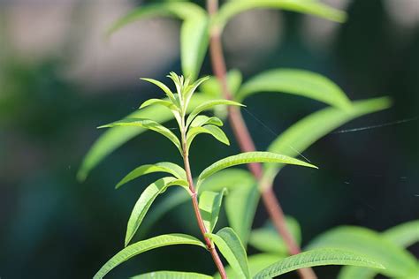 Lemongrass Garden Green Leaves Green Color Plant Growth Leaf Plant Part Focus On