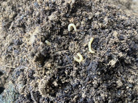 Thin White Worms In Soil — Bbc Gardeners World Magazine