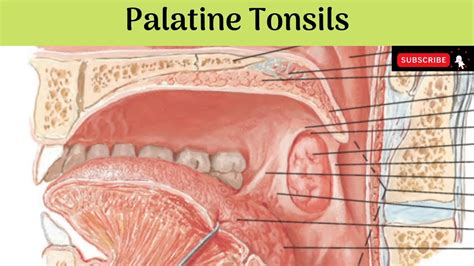 Tonsil Anatomy
