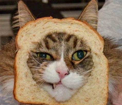 Is Bread Good For Your Cat Can Cats Eat Bread Cat Care Tips Pet Care