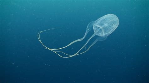 Box Jellyfish Class Cubozoa 03 November 2014 Sail Rock Underwater