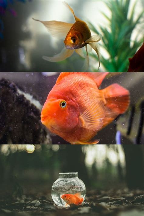 What You Should Know About Goldfish Goldfish Surprising Facts Fish Pet