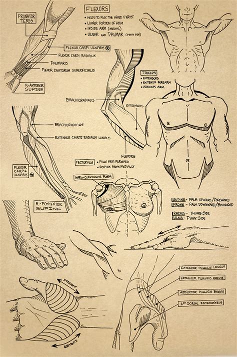Anatomy Sketchbook On Behance