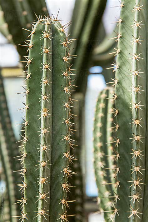 Group Of Tall Cactus Plants In A Greenhouse By Stocksy Contributor