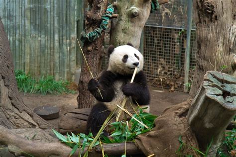 San Diego Zoo Pandas Why They Left And Whats Next Laptrinhx News