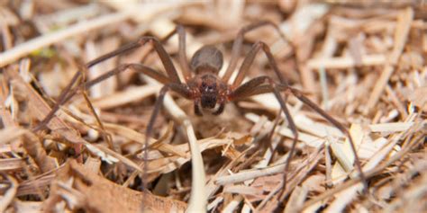 Is The Brown Recluse Spider Really That Dangerous Plunketts Pest