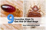 How To Get Rid Of Bed Bugs Safely Images
