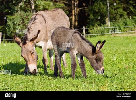 Donkey With Foal Equus Asinus Bavaria Germany Stock Photo Alamy