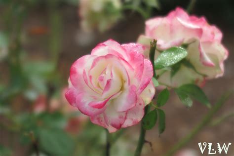 Rose Blooming Pink Tips Lewis Ginter Roses In The Rubble