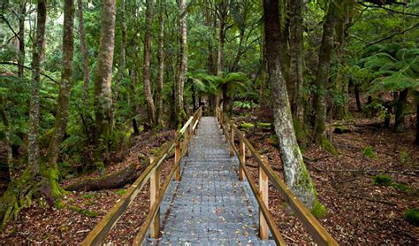 Penance Grove Walking Track Nsw Holidays And Accommodation Things To