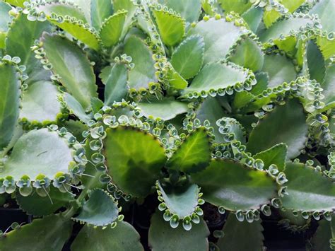 Mother of Thousands Mother of Millions Live plant | Mother ...