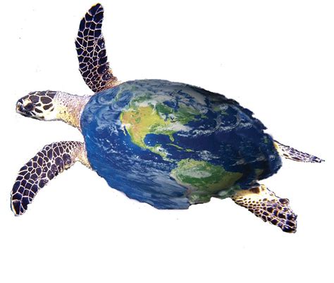 World Sea Turtle Daywiseoceans