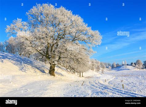 Old Oak Tree In A Winter Countryside Landscape Stock Photo Alamy