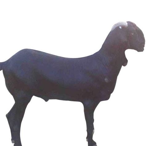Black Bengal Goat At Best Price In Ahmednagar Savaji Goat Farm