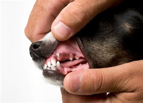 Dog Gum Colors And What They Mean Petmd