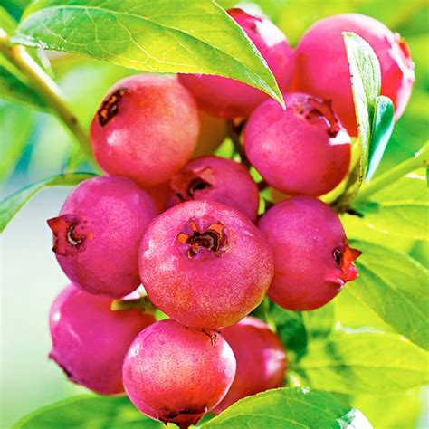 Pinkberry And Blueberry Growing Guide Suttons Gardening