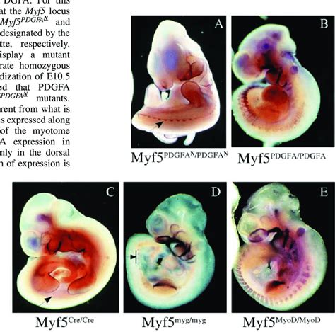 Pdgfa Expression In Somites Of Embryos With Different Myf5 Alleles