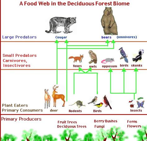 Temperate Forrest Example Food Web Deciduous Forest Biome Food Web Biomes