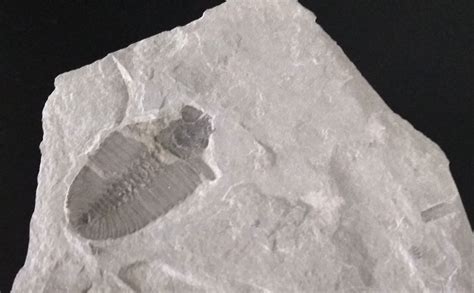 Trilobite Bathyuriscus Fimbriatus Best Fossils