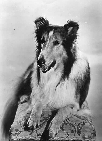 Lassie The Famous Dog Lassie Who Appeared In Many