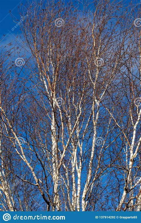 Silver Birch Tree Branches On Bright Blue Sky Stock Photo Image Of