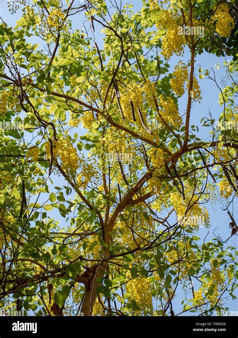 19 Apr 2019 Bright Yellow Laburnum Flowers Hanging From A Treeulhas