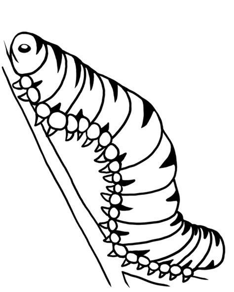 Monarch Caterpillar Coloring Page Sketch Coloring Page