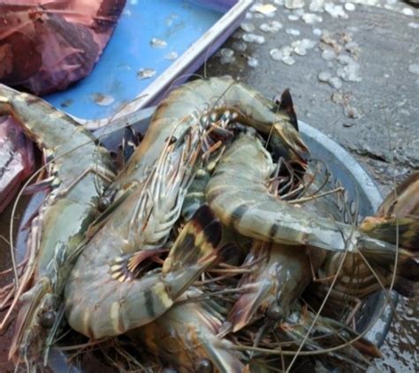 Udang Windu Besar Segar Fresh 500gr Marketplace Pusat Jual Beli Ikan