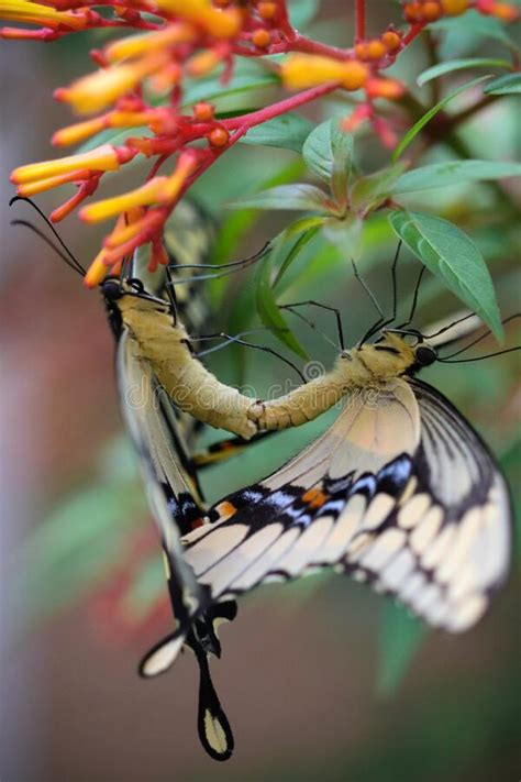 Two Giant Swallowtail Butterfly Mating Stock Image Image Of Beautiful Garden 258476917