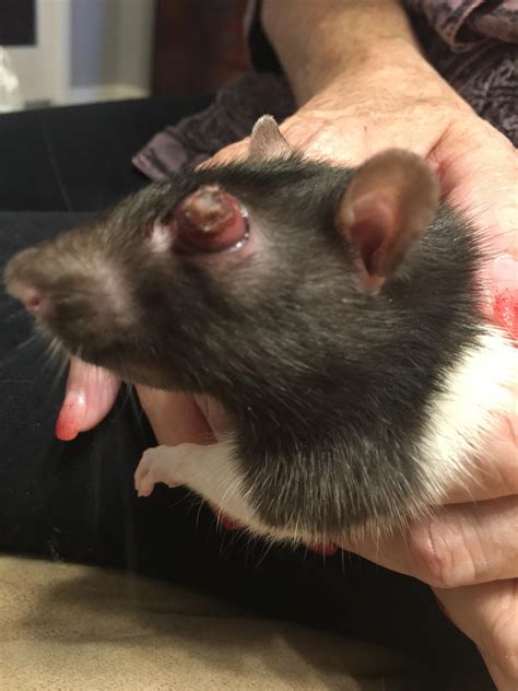 EYE POPPED OUT AND IS COMPLETELY DRY. NOT GOING BACK IN. CANT SEE VET