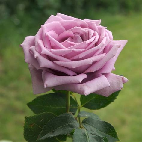 Mamy Blue Hybrid Tea Rose Famous Roses World