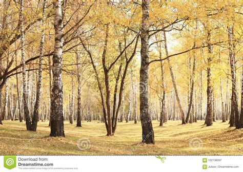 Beautiful Scene In Yellow Autumn Birch Forest In October With Fallen