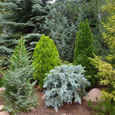 5 X Mixed Evergreen Conifers Bushy Ornamental Compact Garden Plants