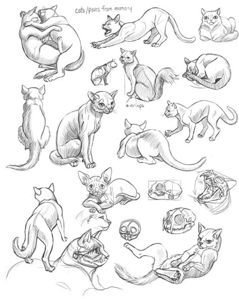 Cat Drawing Reference And Sketches For Artists