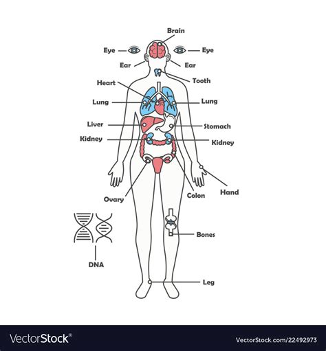 Female Human Body Diagram Of Organs