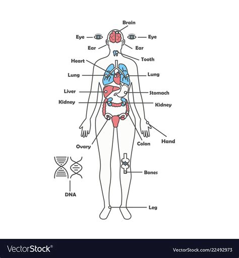 Download in under 30 seconds. Female human anatomy body internal organs Vector Image