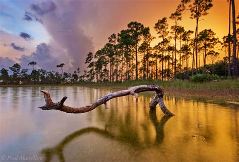 Pine Sunset Long Pine Key Everglades National Park Florida Florida Landscape Photography