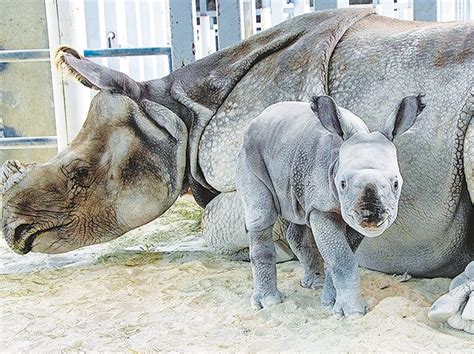 Rhino Birth At Zoo Miami Historic First In Preserving Rare Species