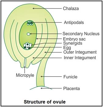 Female gametophyte is also called embryo sac. Chapter 2 Sexual Reproduction in Flowering Plants - NCERT ...